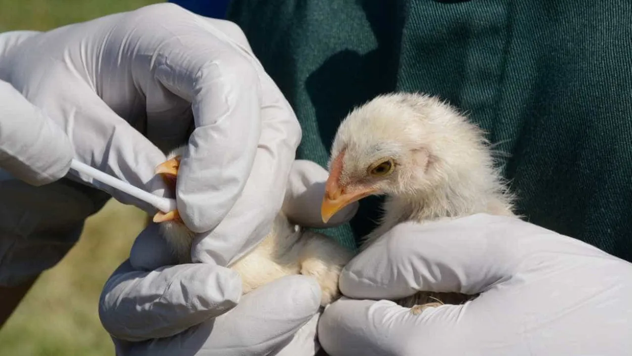 Confirmado um caso de gripe das aves num humano em Inglaterra