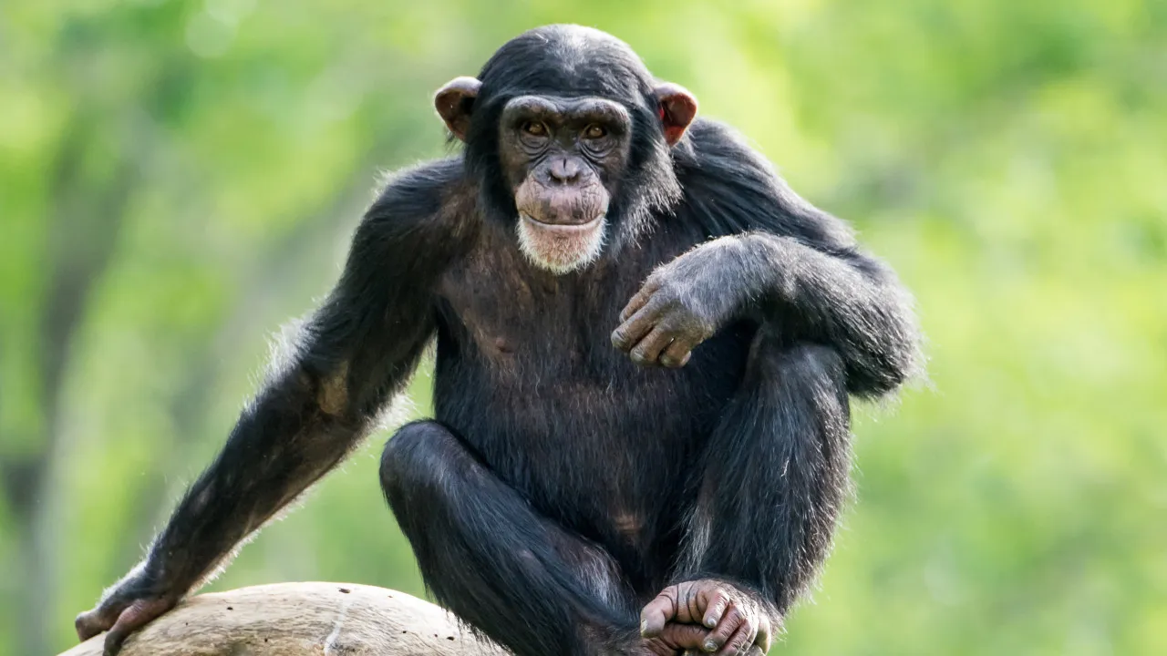 Urinação entre chimpanzés é ato 'contagioso' que pode fortalecer laços