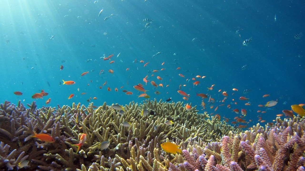 Angola Assina Tratado do Alto Mar Para Conservação da Biodiversidade Marinha • Diário Económico