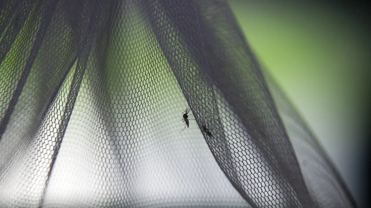 Brasil anuncia vacina contra dengue em dose única a partir de 2026