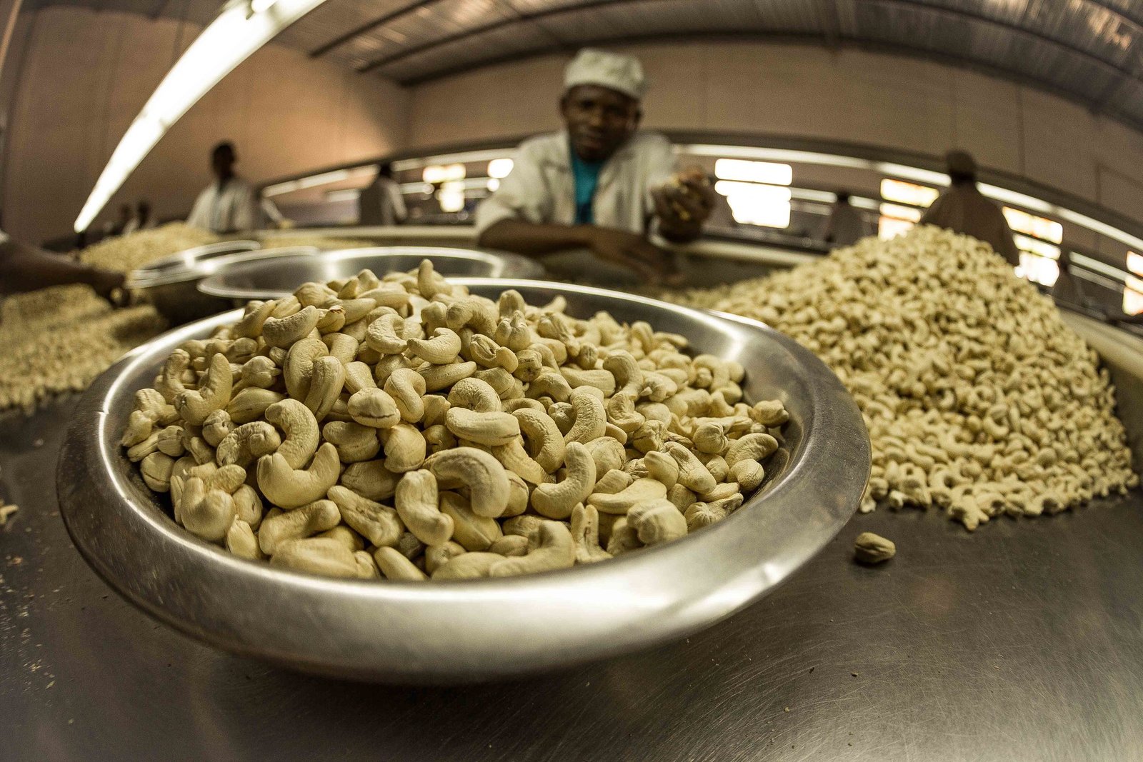 Exportação da Castanha de Caju já Rendeu Mais de 30 Milhões de Meticais na Actual Campanha Agrícola • Diário Económico