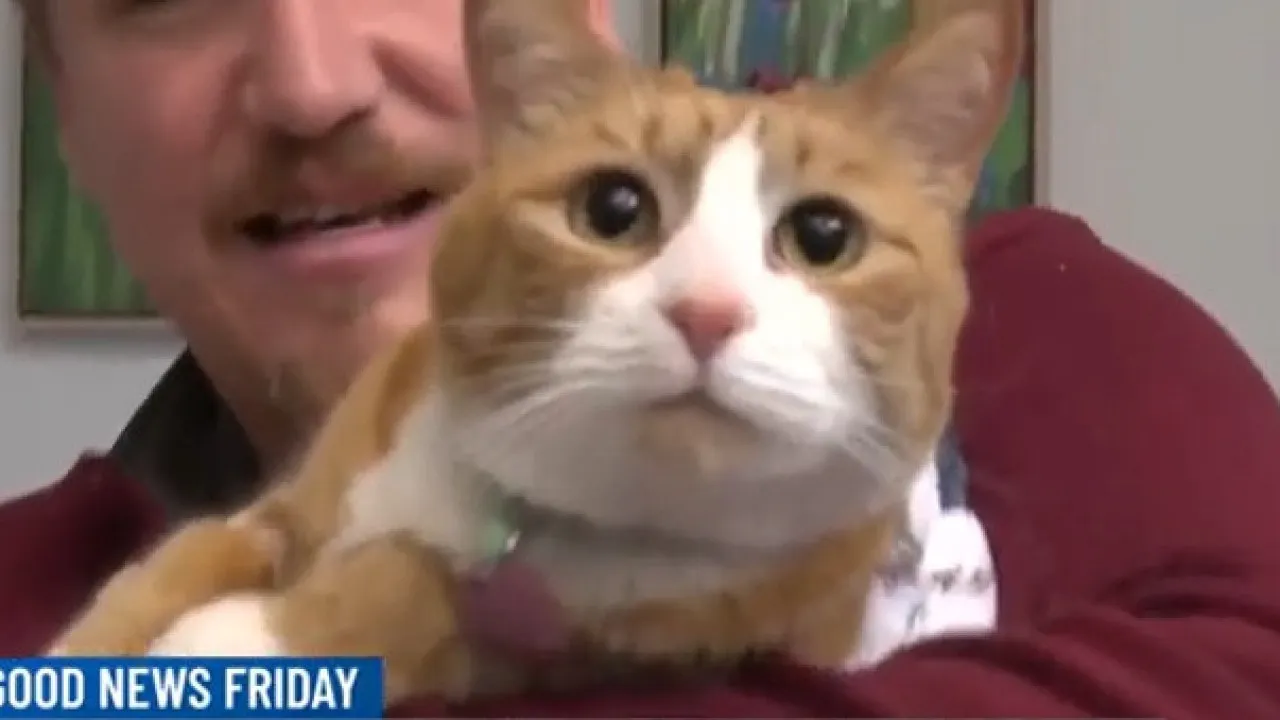 Gato que família achava estar desaparecido esteve 3 semanas preso em sofá