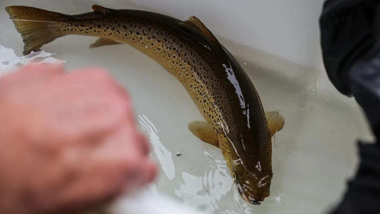 Há 27 mil salmões "em fuga" na Noruega e isso "pode ser um desastre"