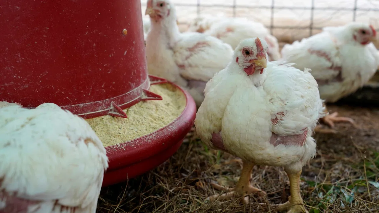 Há 9 focos de gripe das aves em Portugal. O que fazer e quais os riscos?
