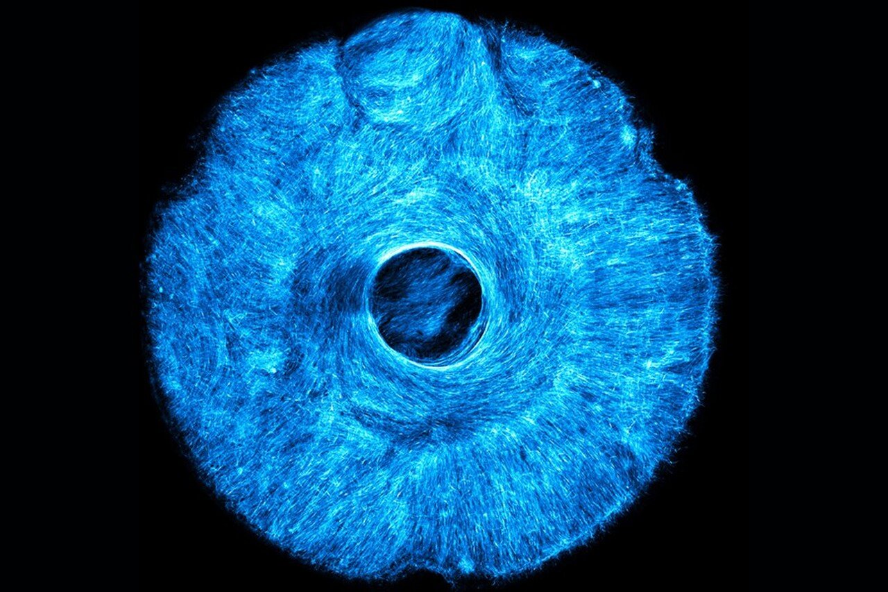Cientistas Criam Tecido Muscular Artificial Capaz de se Contrair em Múltiplas Direcções • Diário Económico