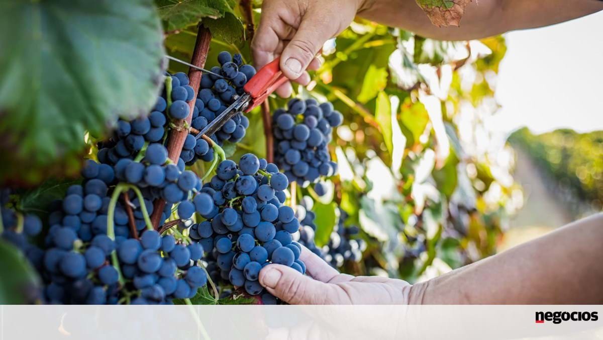 Comissão entrega a Estados-membros medidas de combate a excesso de produção de vinho - Empresas
