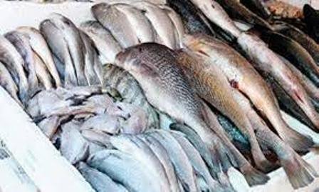 Gaza prevê comercializar mais de vinte e quatro mil toneladas de pescado