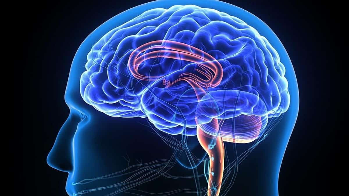Investigadores Desenvolvem Tecnologia Para Tratar Doenças Neurológicas • Diário Económico