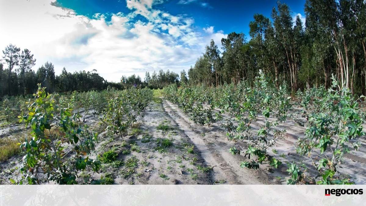 Lei dos solos terá impacto limitado nos preços da habitação, dizem especialistas - Economia