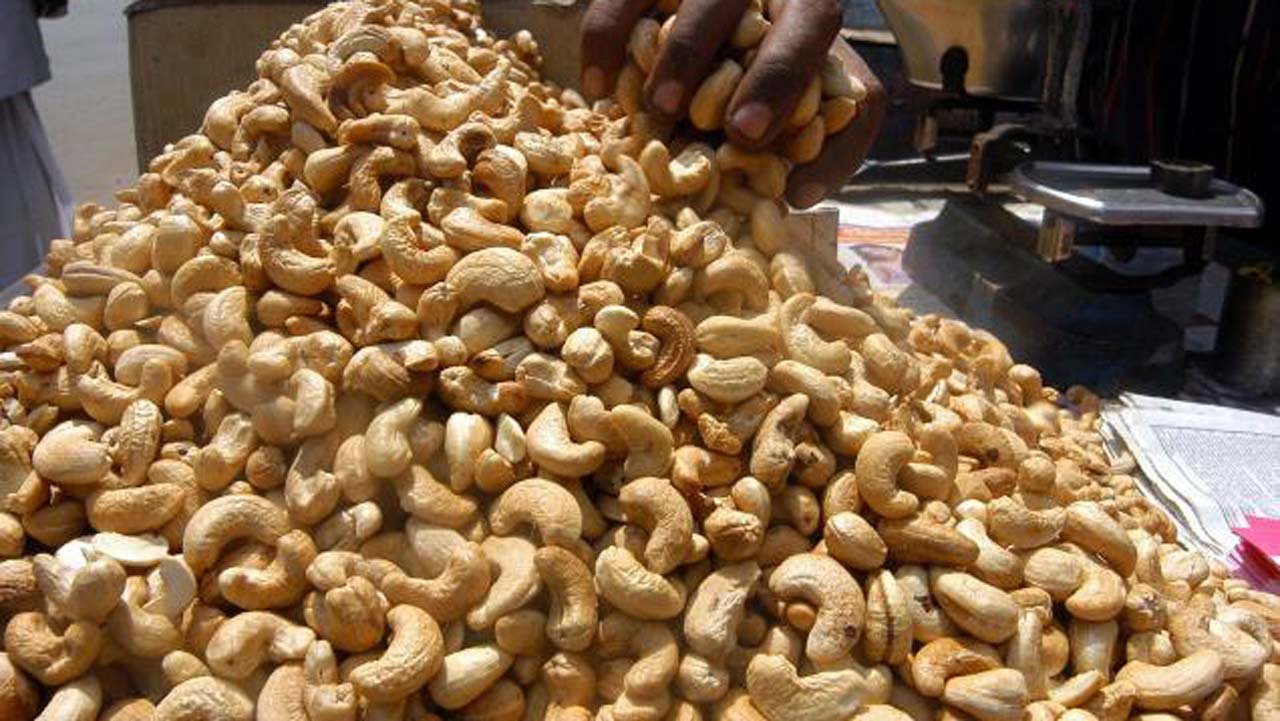 Produção da castanha pode atingir 170 mil toneladas