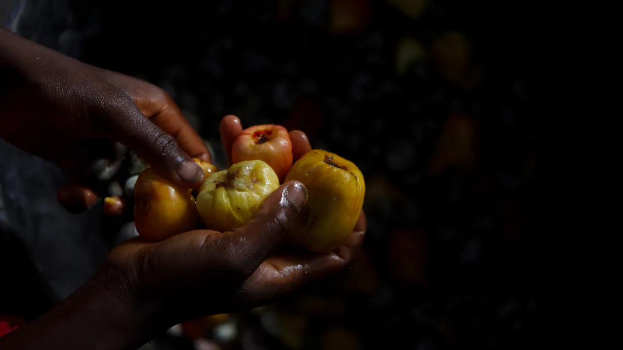 Caju exportado por Moçambique rendeu recorde de 88,7 milhões em 2024