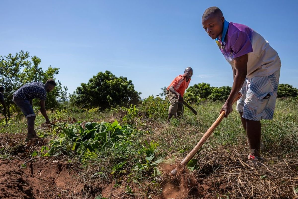 AGRA reflecte sobre integração de jovens nos sistemas agro-alimentares