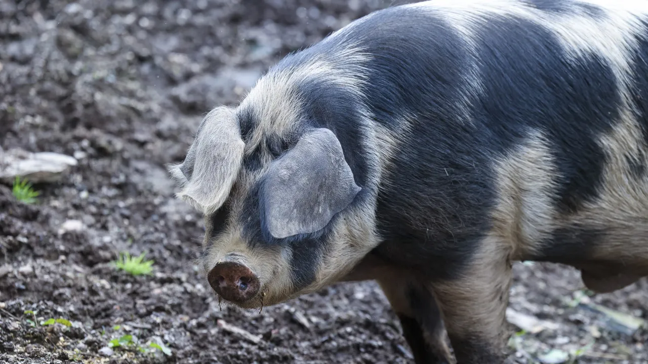 Carne de porco europeia? China prolonga inquérito 'antidumping'