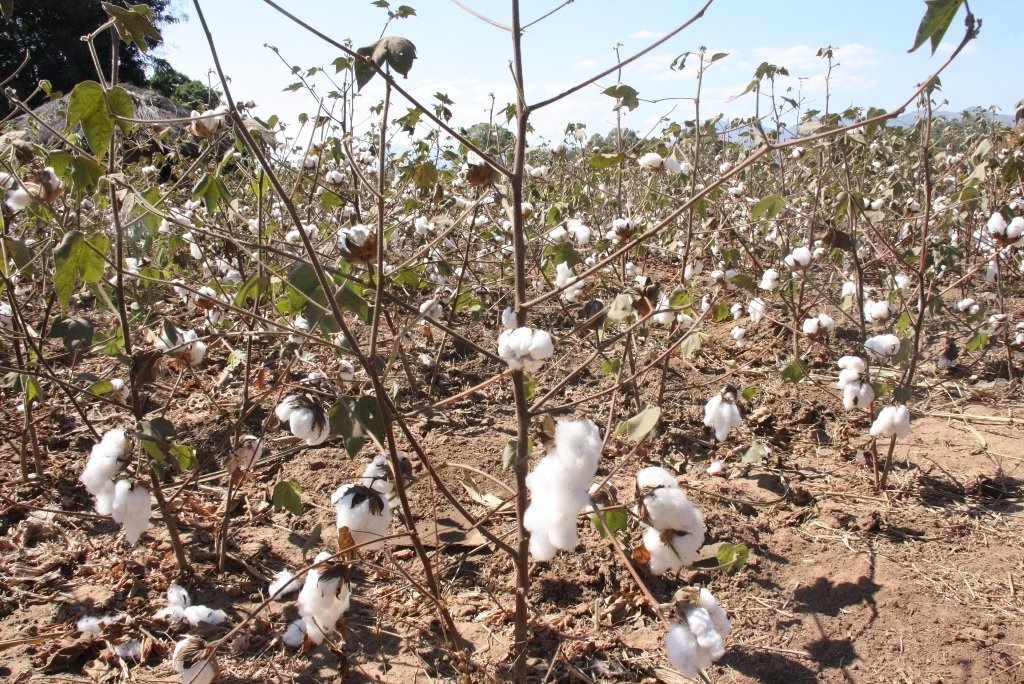 Governo fixa novo preço de algodão em 22 meticais/Kg