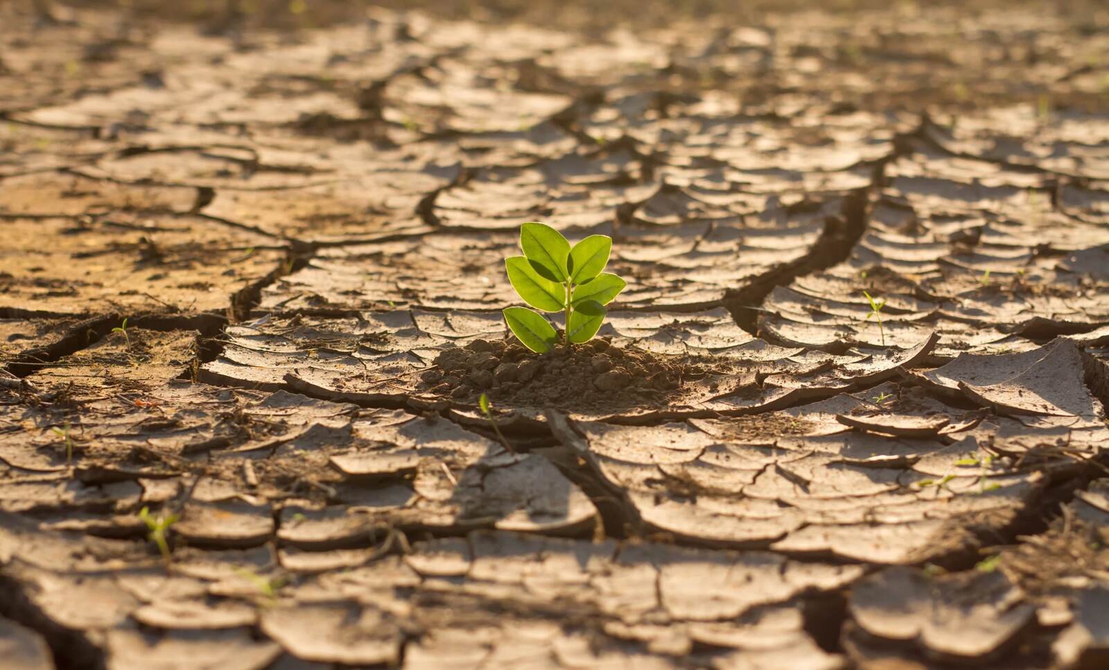 Fundo Verde Para o Clima Aprova 40 M$ Para Projecto de Redução de Riscos de Desastres Ecológicos   • Diário Económico