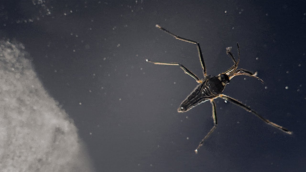 Novo Robô Imita Percevejos e Pode Ajudar em Operações de...