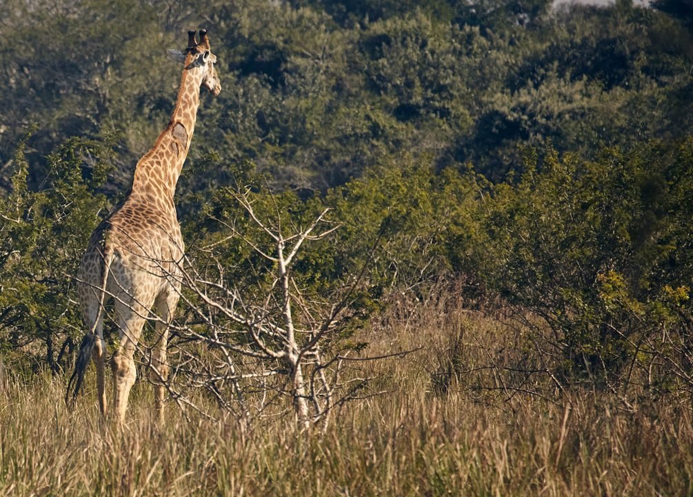 Parque Nacional de Maputo classificado património da...