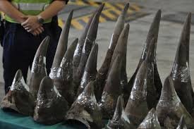 Polícia sul-africana desmantela rede de tráfico de cornos de rinocerontes