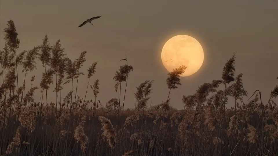 Sabia que o fim de semana começa com a 'Lua do Esturjão'? O...