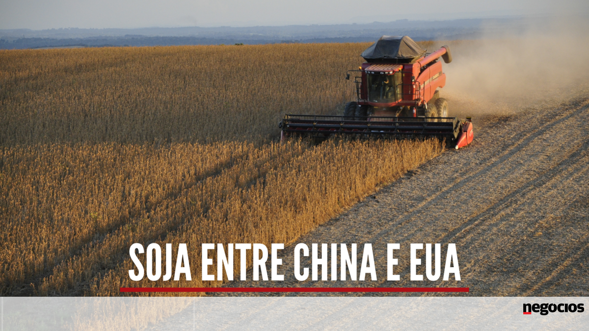 Soja no centro das tensões entre China e EUA. O que se