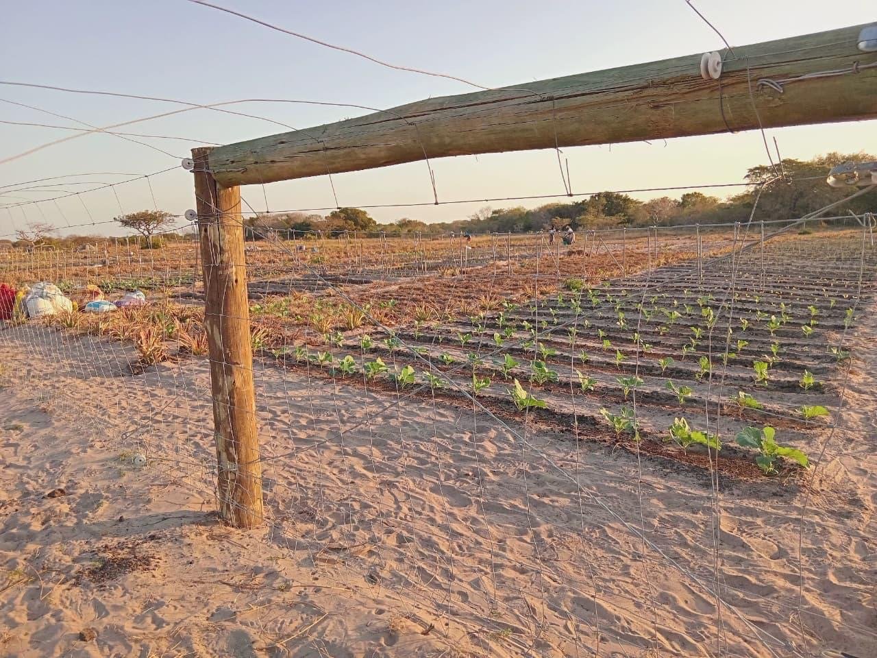 Absa Apoia Instalação de Cerca Eléctrica Para Proteger