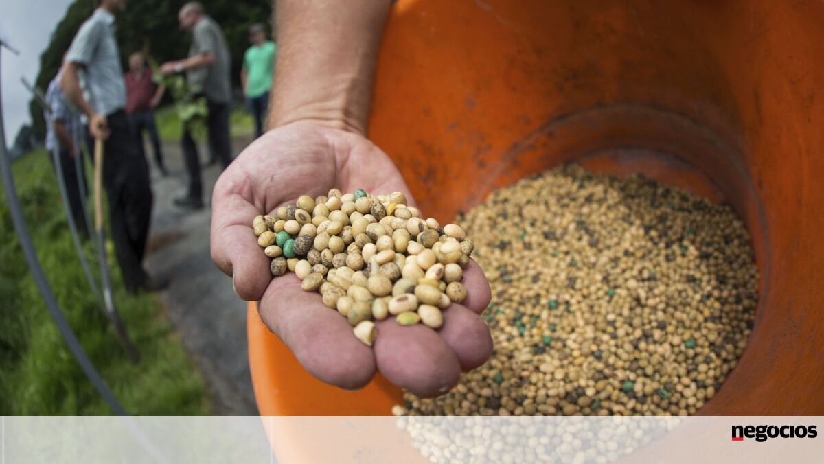 China "finta" EUA e intensifica compras de soja à América