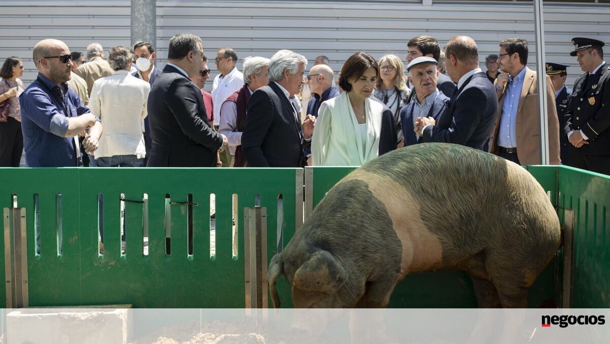 China impõe taxas sobre carne de porco da UE. Bruxelas