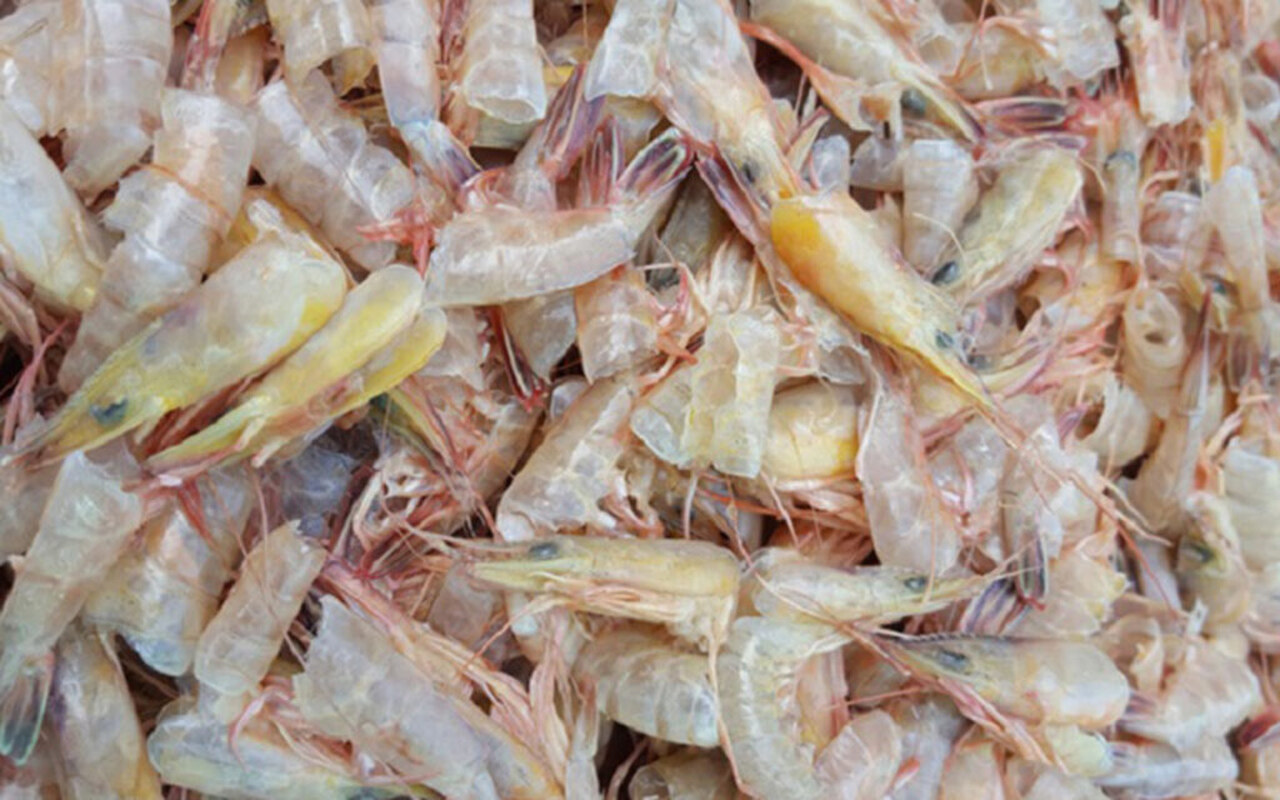 Cientistas Transformam Resíduos de Frutos do Mar em Super...