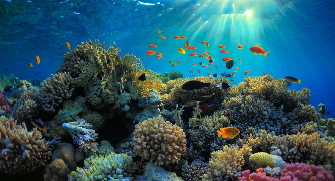 Como Desbloquear a Riqueza Dos Rios e Oceanos de África •...