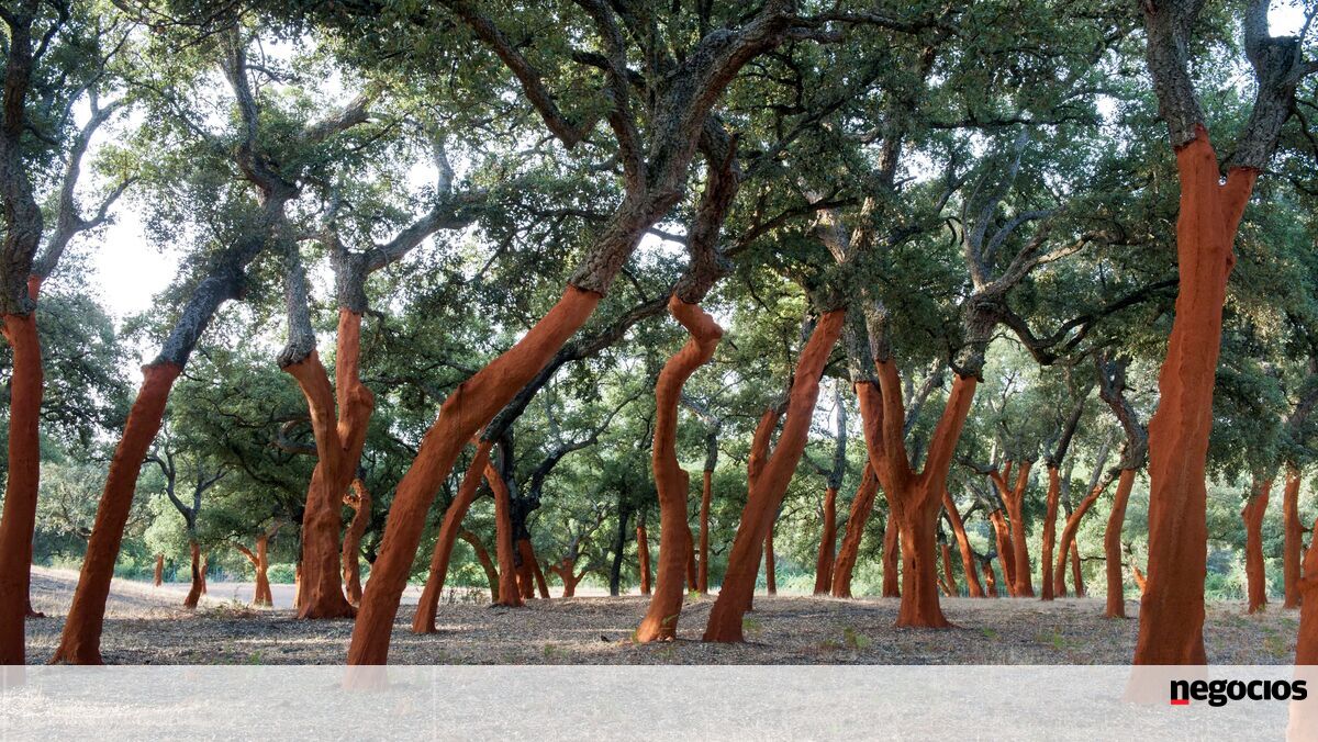 Companhia das Lezírias extrai 780 toneladas de cortiça, mas