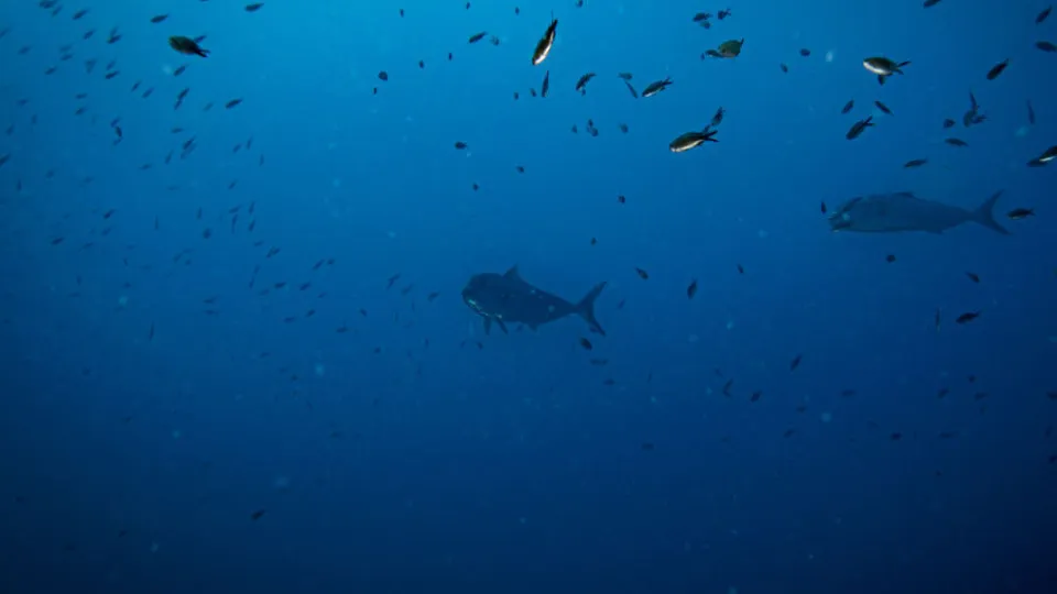 Nível de acidificação dos oceanos é o 7.º limite planetário...