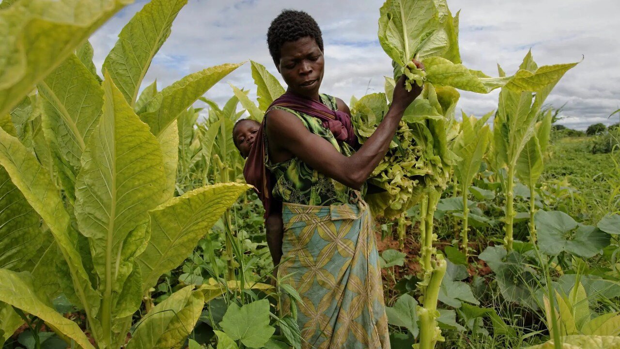 Receitas de Exportação de Tabaco Caíram Para Quase Metade no