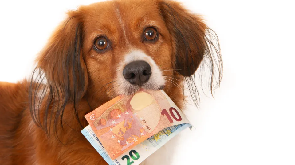 Governo dá apoio para cuidar dos animais: Para quem? O que