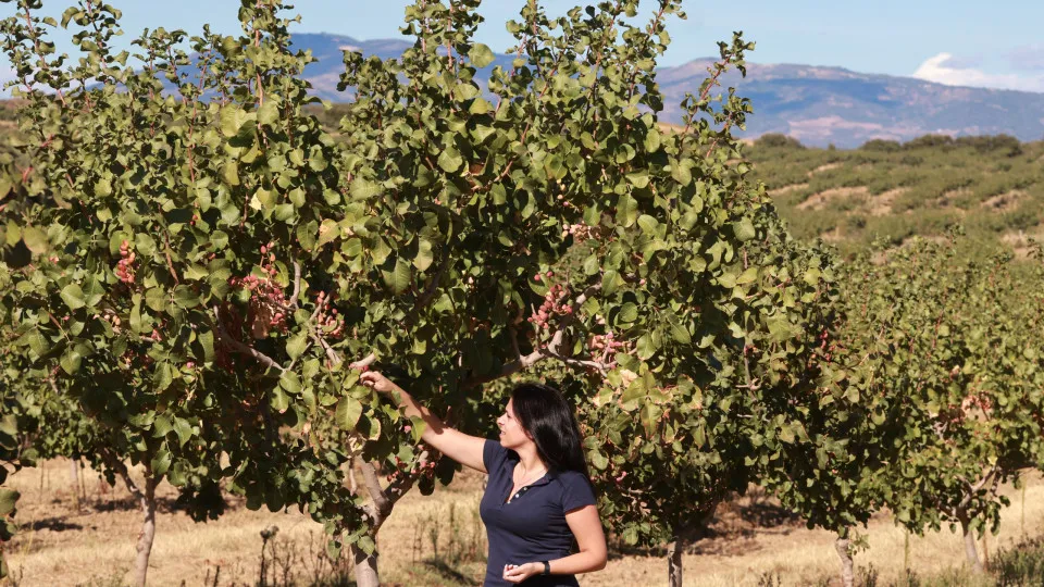 Cultura de pistácios cresce no Nordeste Transmontano