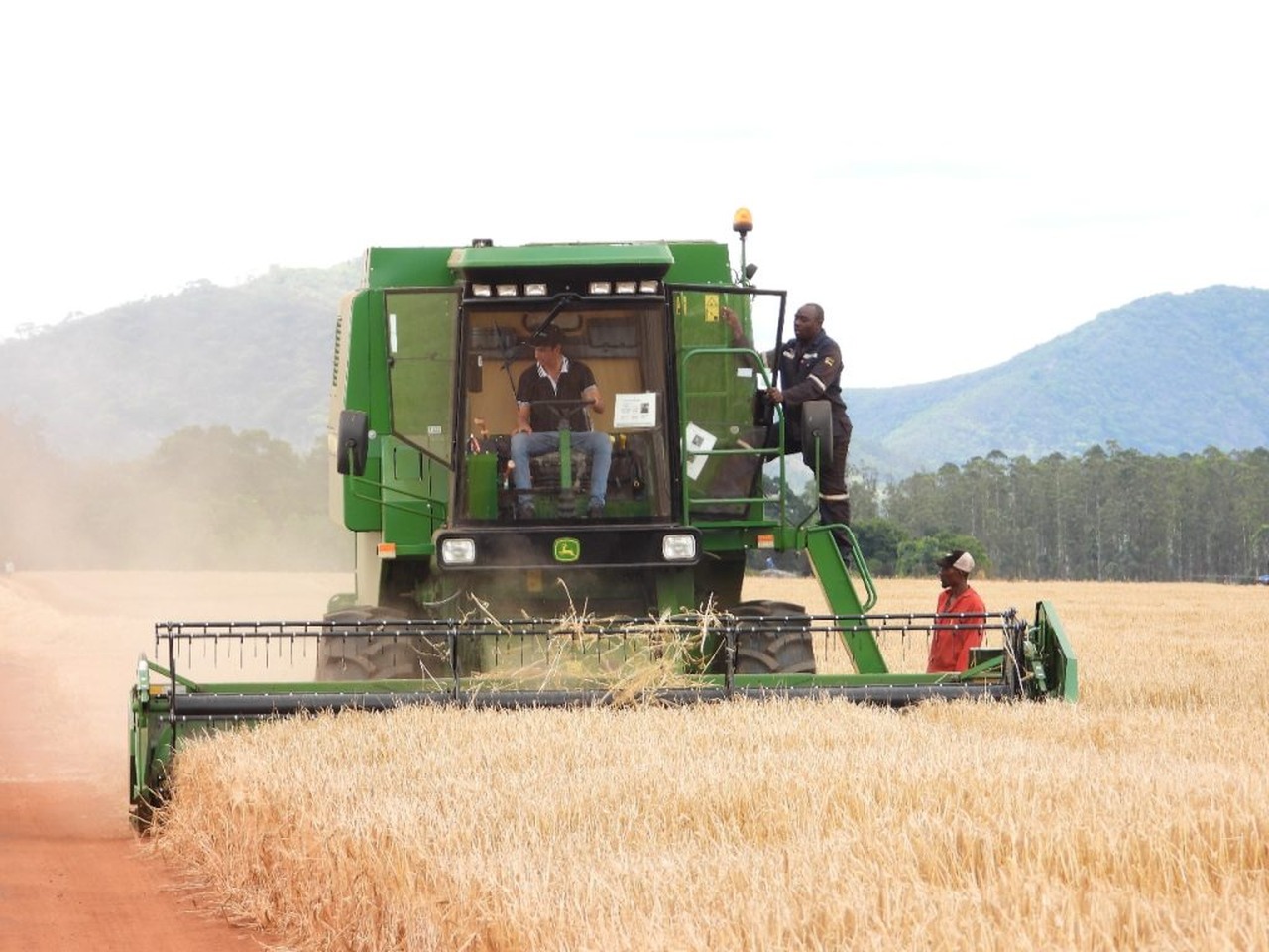 Colheita de Cevada Para Abastecer o Mercado Nacional e