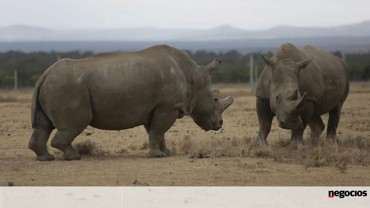Como um "decacórnio" da biotecnologia quer evitar a extinção