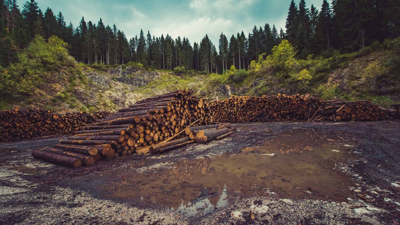 Desflorestação Global Atingiu 8,1 Milhões de Hectares em...