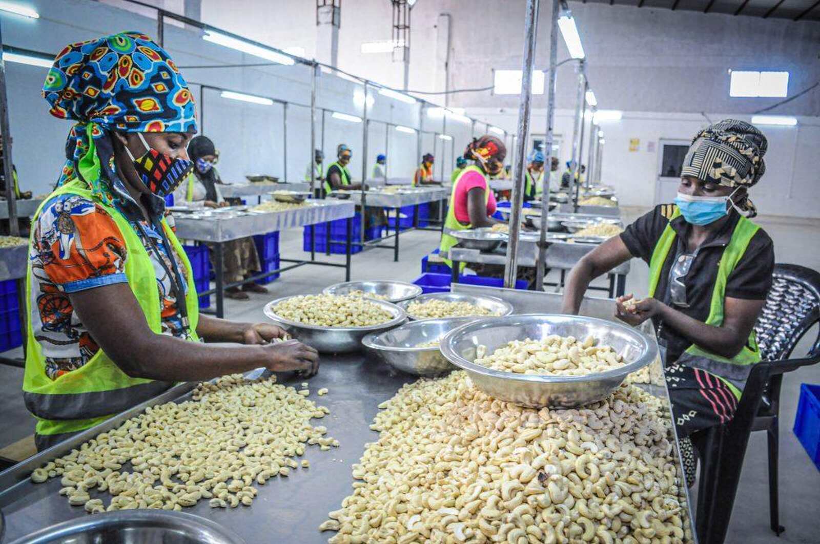 Exportações de Castanha de Caju Atingiram Quase 39 M$ no