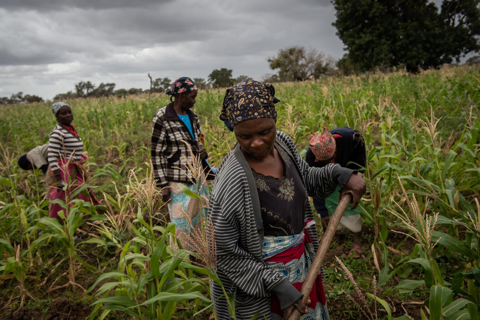 FAO Alerta Para Desigualdades no Acesso ao Financiamento no