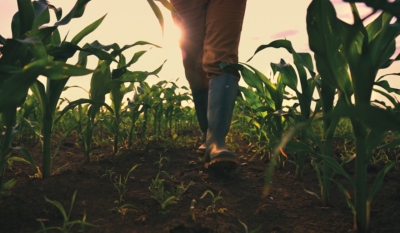 FAO Alerta Para Efeitos do Terrorismo na Actividade Agrícola