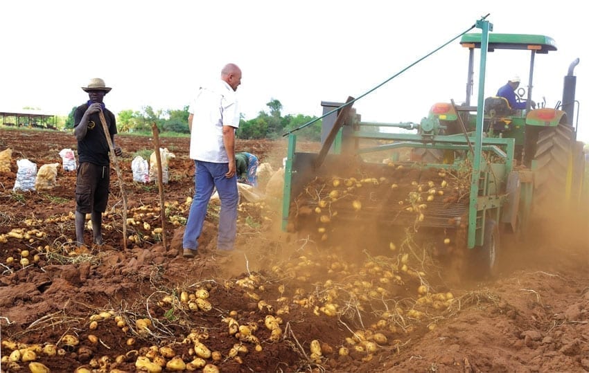 FENAGRI Promove Feira de Batata Reno e de Feijão Manteiga