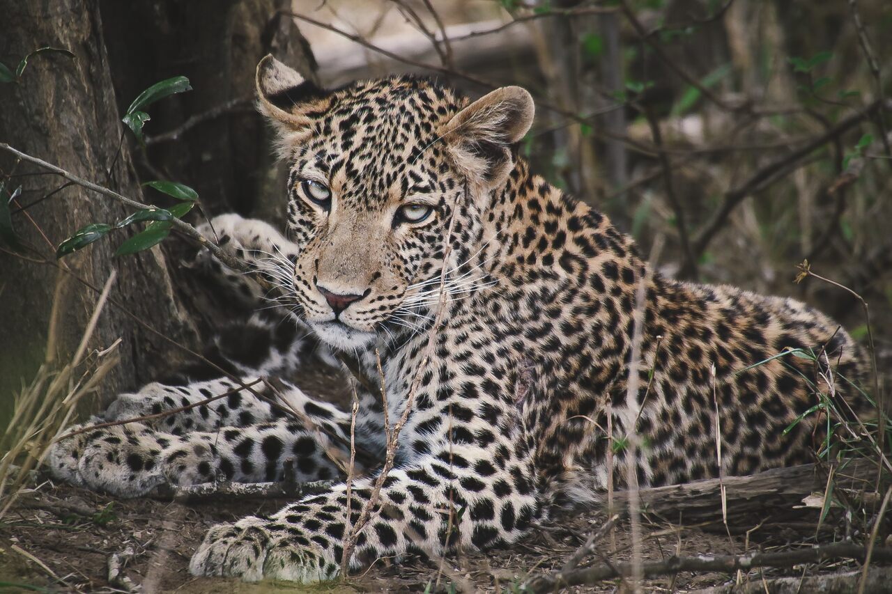 Karingani Leva Leopardos Para o Parque da Gorongosa Para