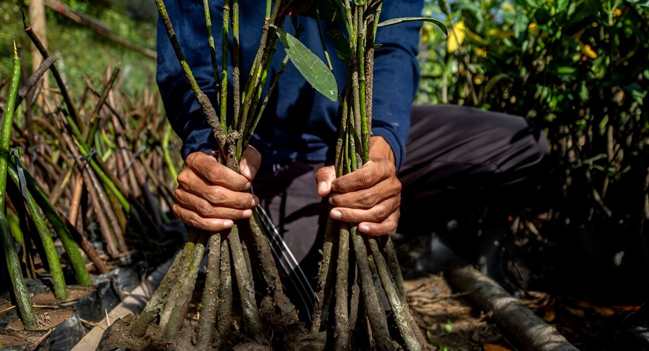 Mangal Avança Para Moçambique Ganhar Créditos de Carbono •...