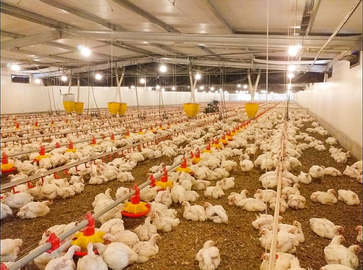 Moçambique aposta no fim de importações de frango no presente mandato