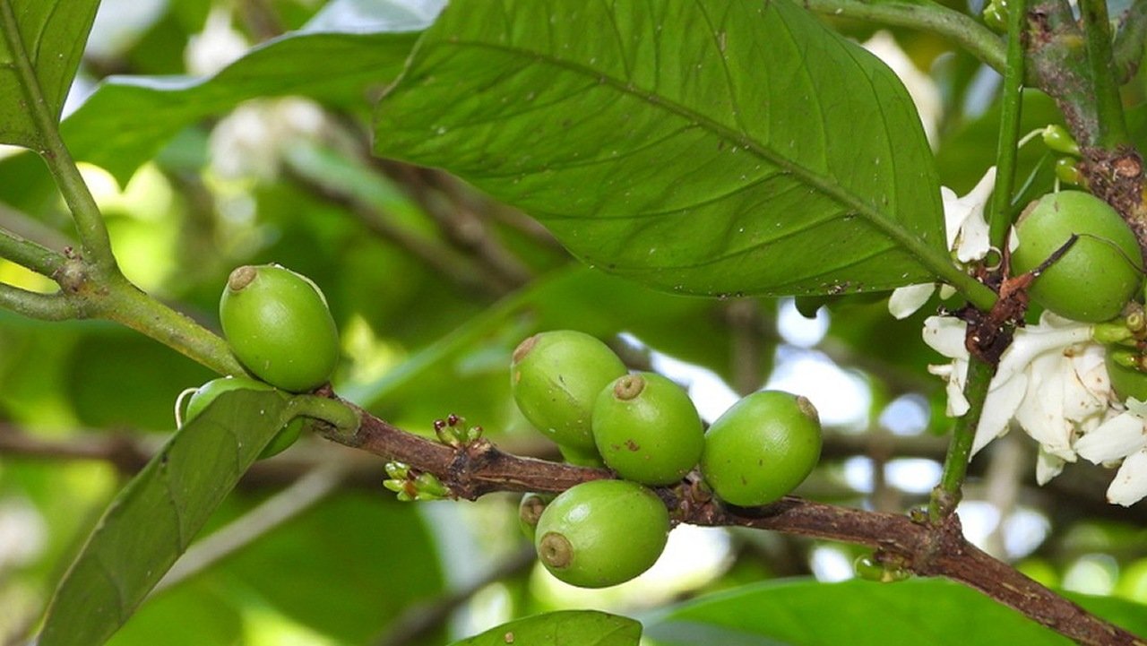 Pesquisadores Desenvolvem Método Ecológico Para Produzir…