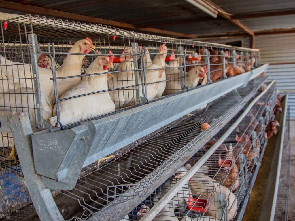 Produção Avícola Caiu 10% em 2024, Mas Governo Garante