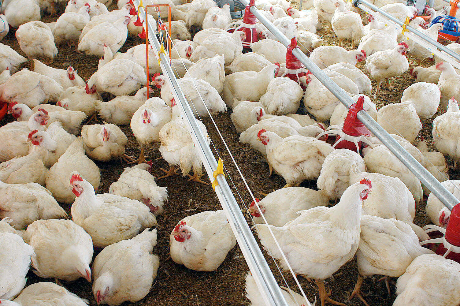 Produção de Frangos Atingiu Mais de 99 Mil Toneladas Nos