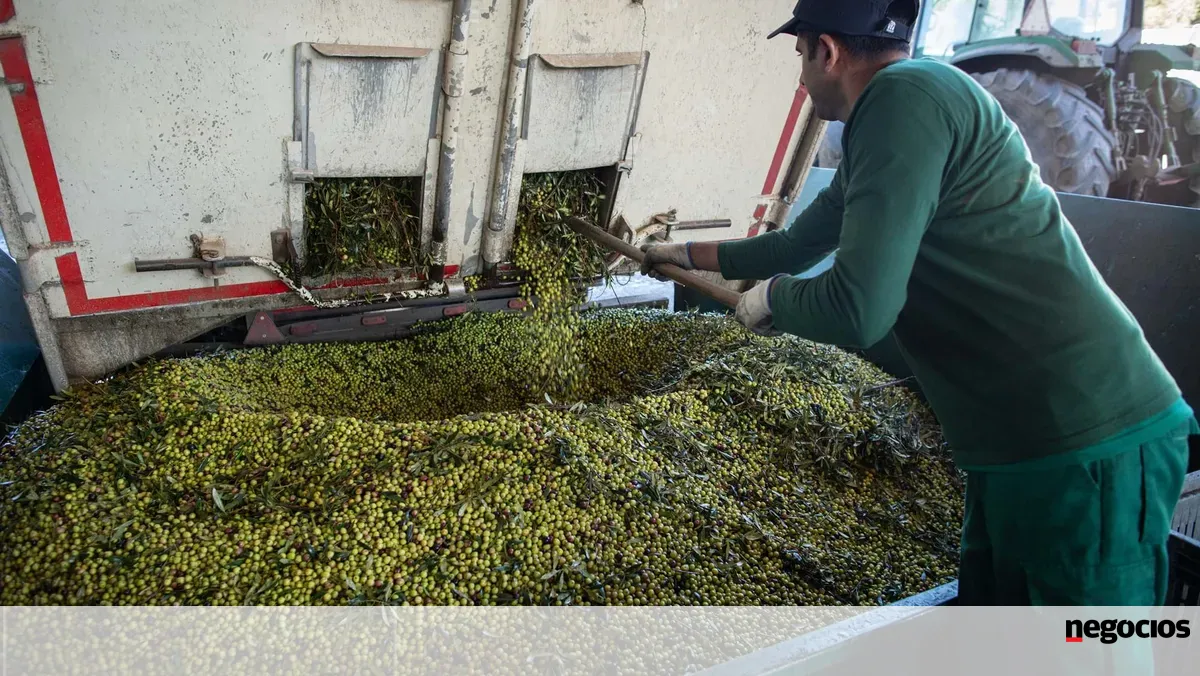 Produção de azeite em Portugal deverá cair 20% este ano,