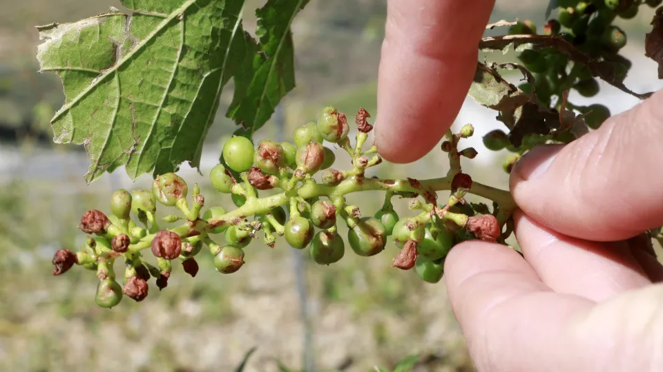 Produção mundial de vinho recupera em 2025, Portugal em