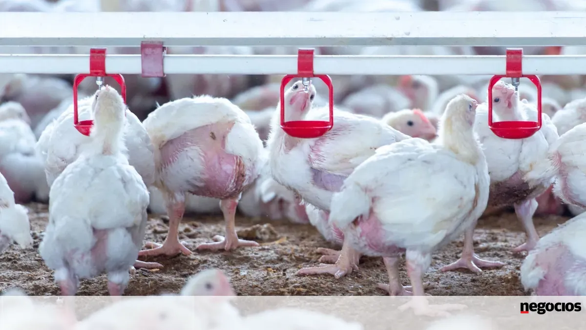 Bruxelas atualiza medidas contra a gripe aviária após